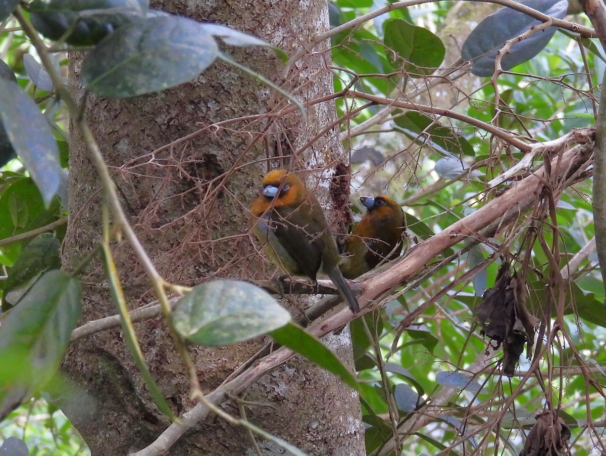 Prong-billed Barbet - ML646063224