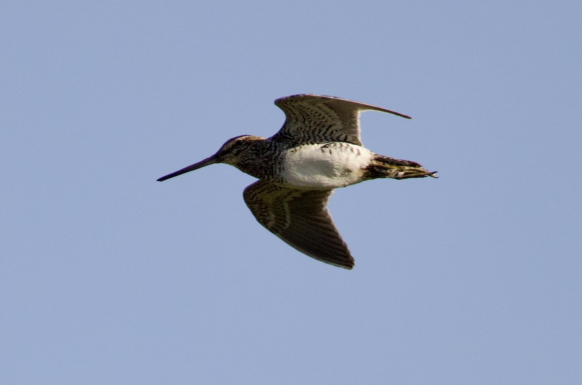 Pantanal Snipe - ML646063233