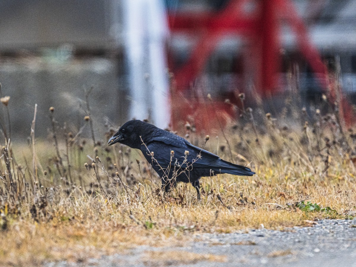 American Crow - ML646063240