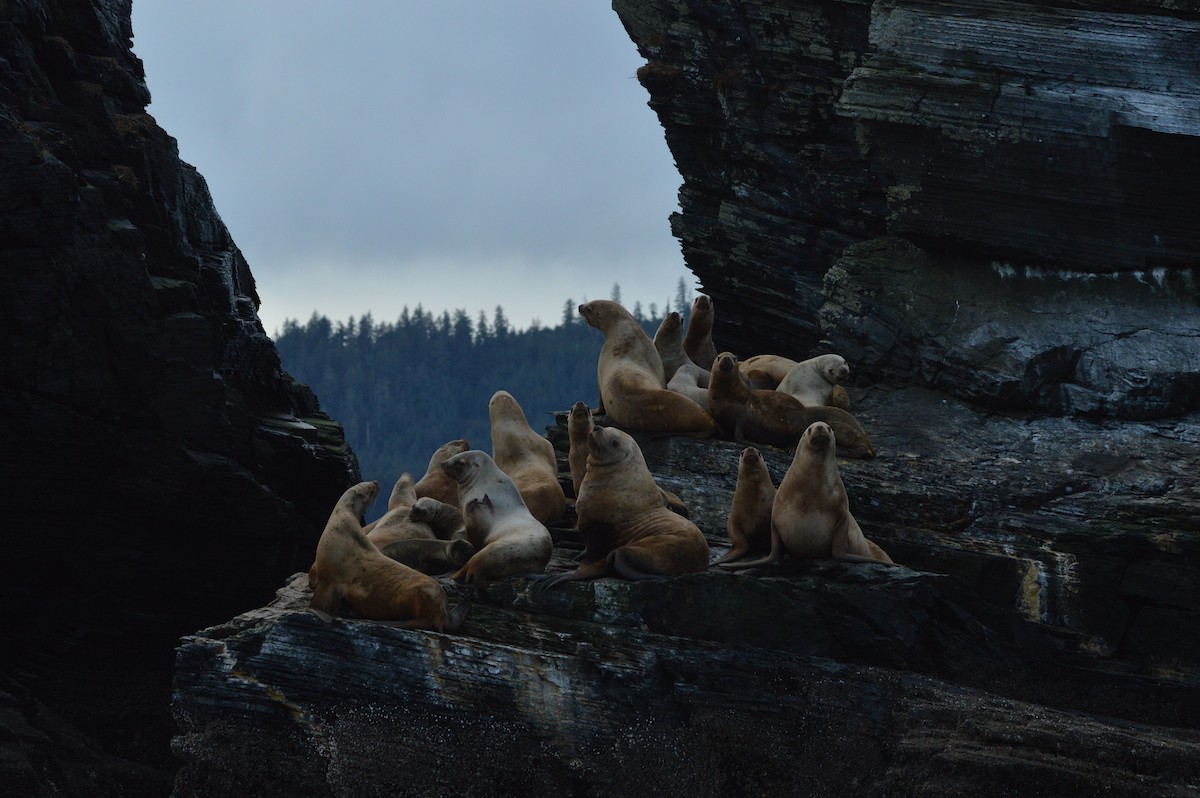 Steller Sea Lion - ML646063242