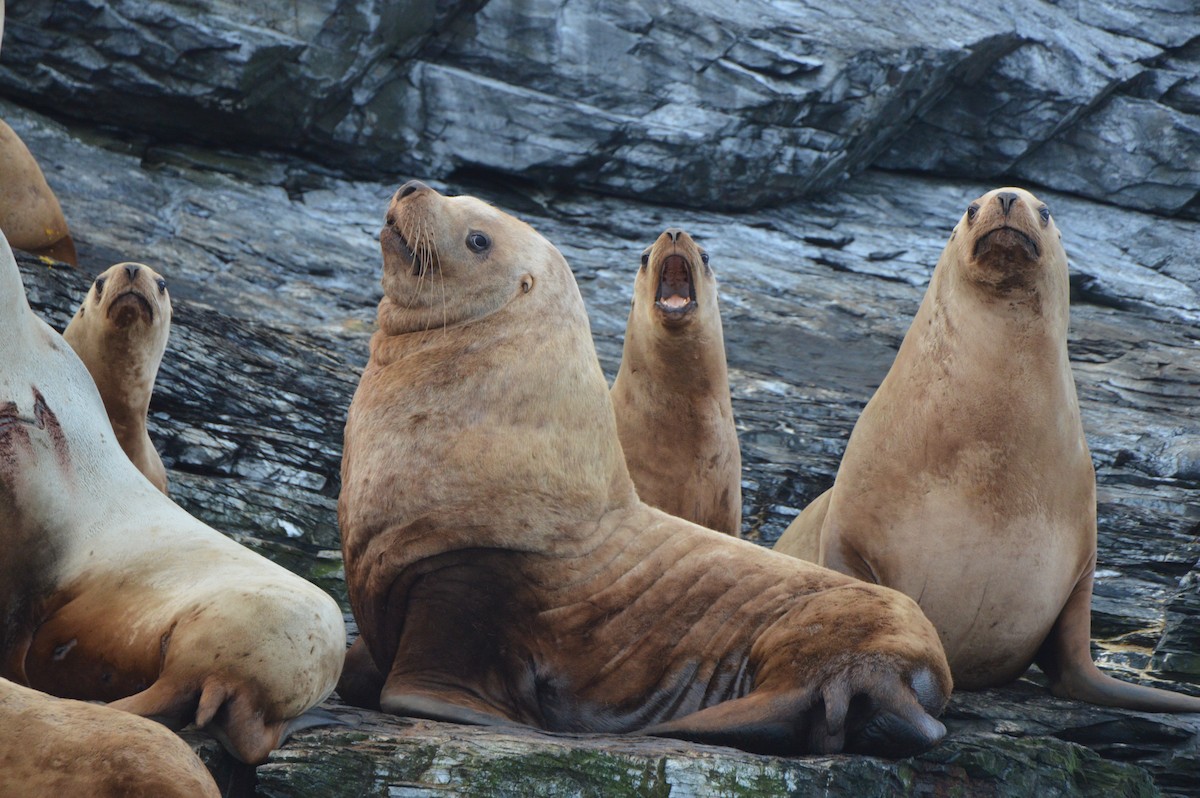Steller Sea Lion - ML646063243