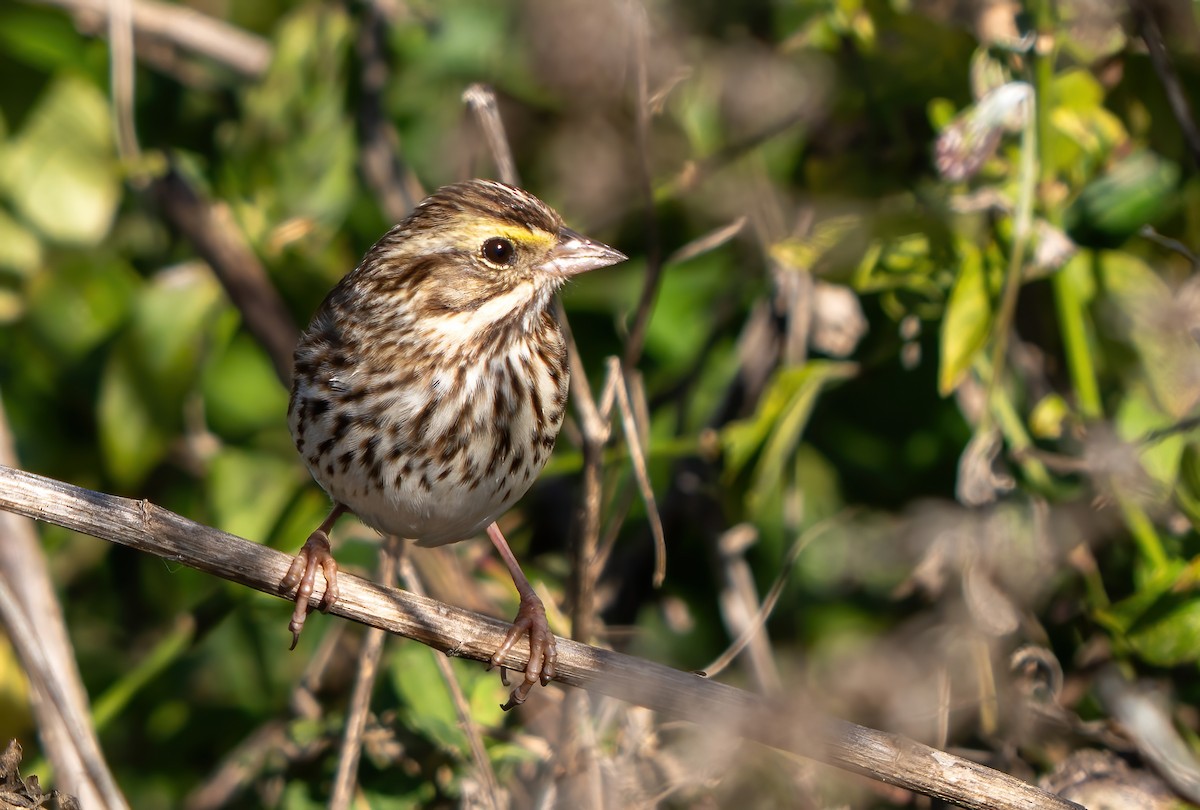 Savannah Sparrow - ML646063244