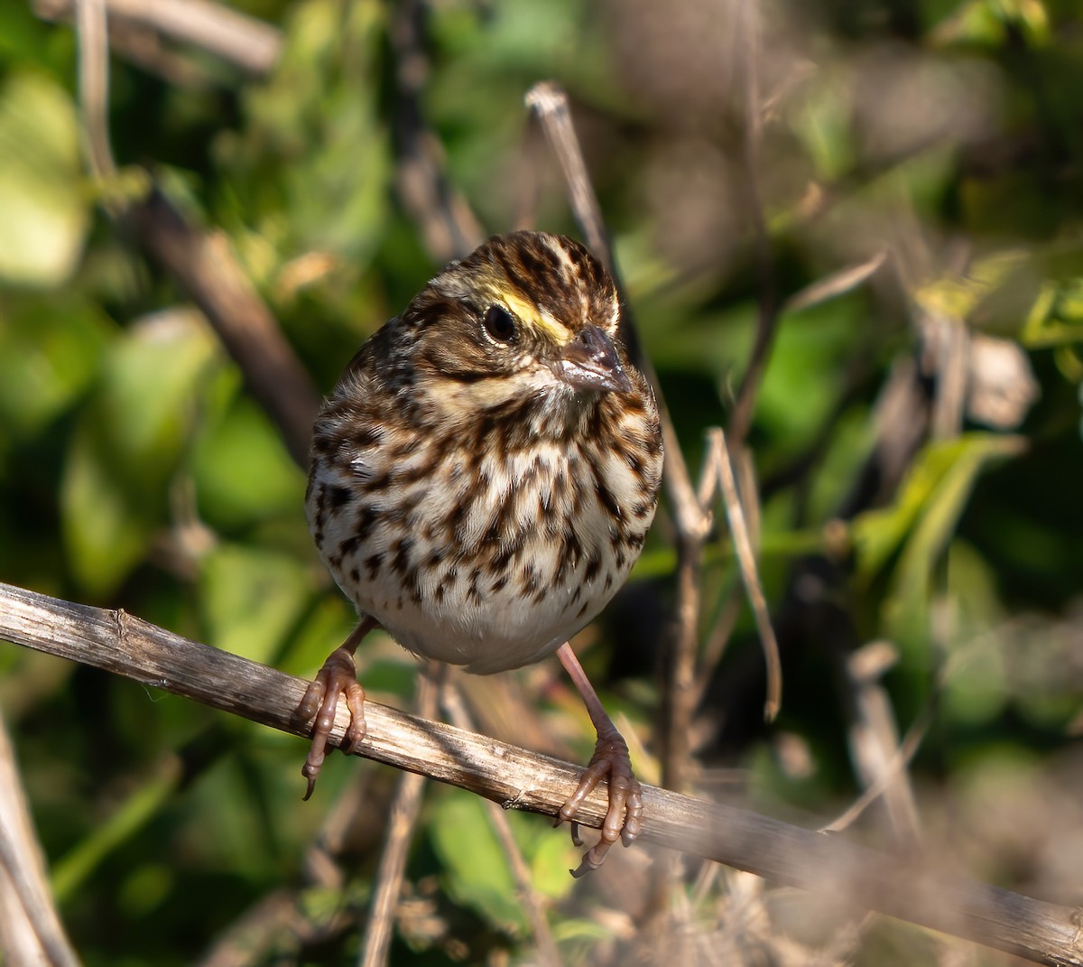 Savannah Sparrow - ML646063262