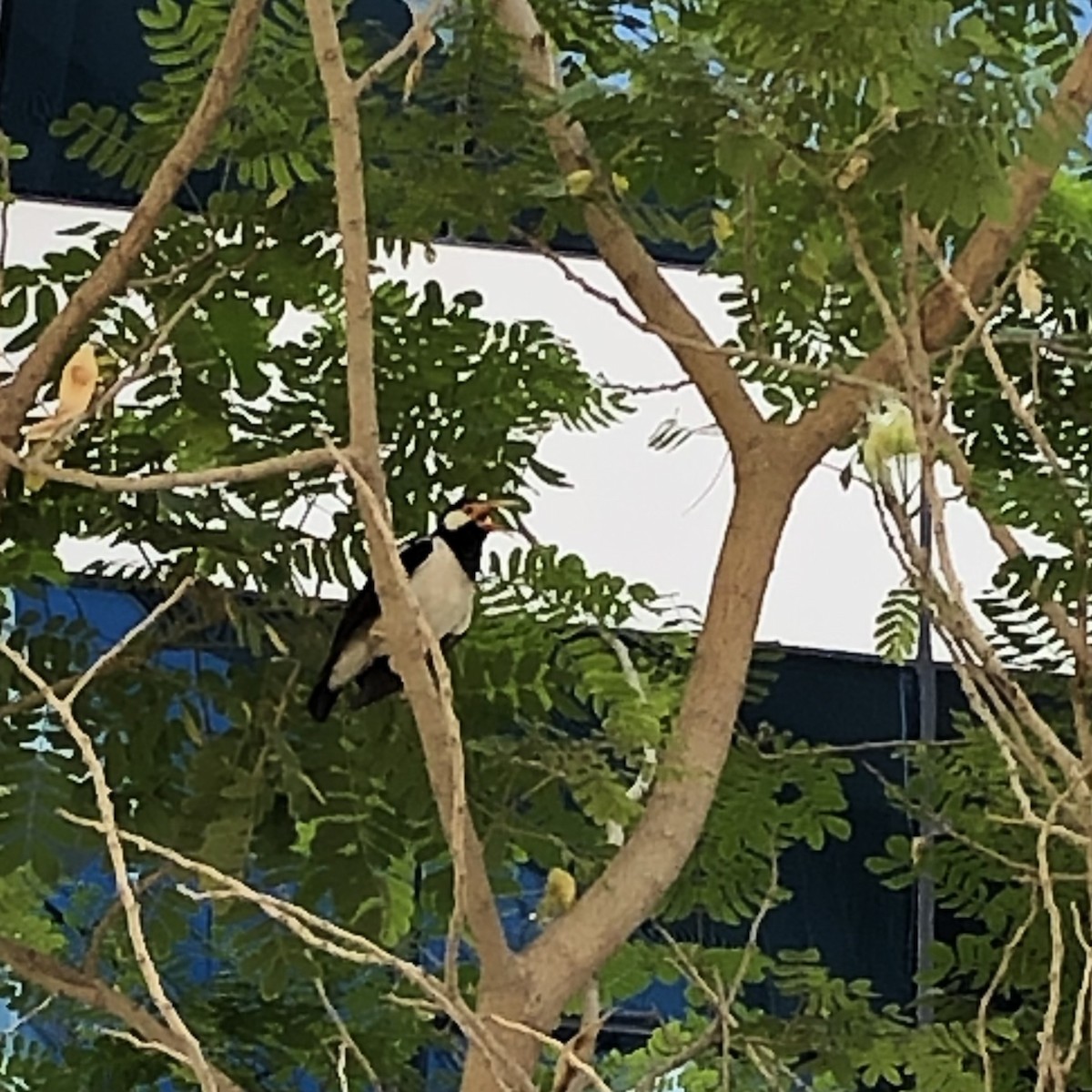 Indian Pied Starling - ML646063270