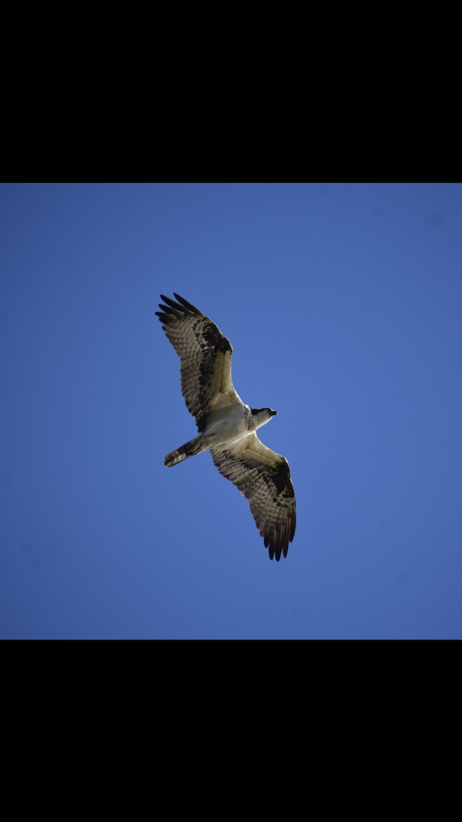 Osprey - ML646063271