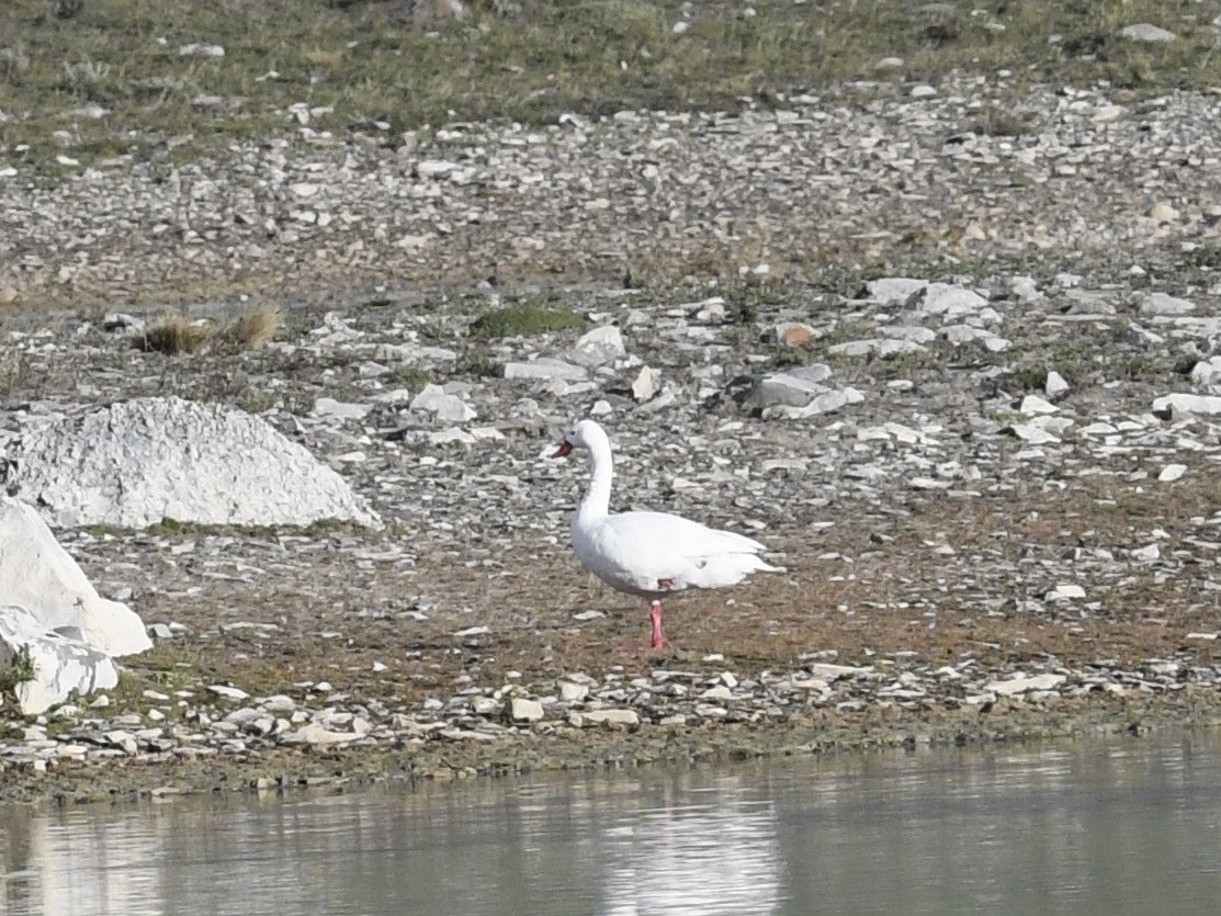 Coscoroba Swan - ML646063273