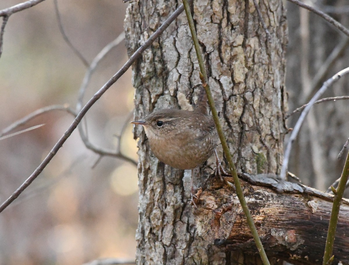 Winter Wren - ML646063282