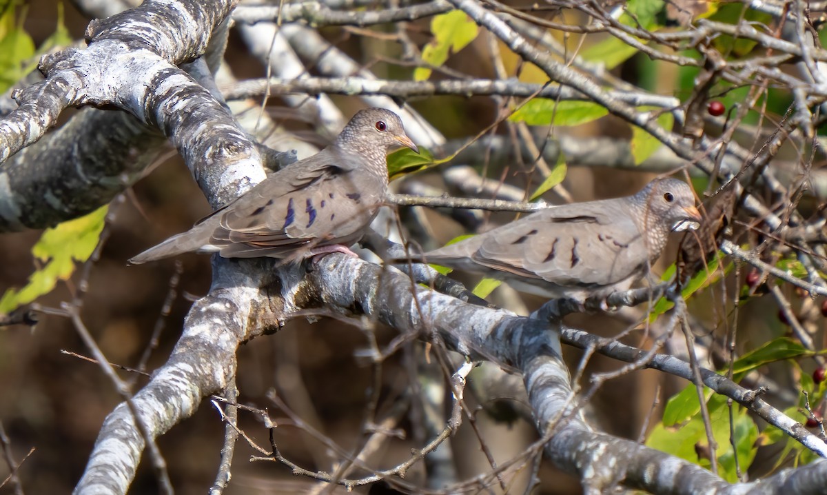 Common Ground Dove - ML646063284