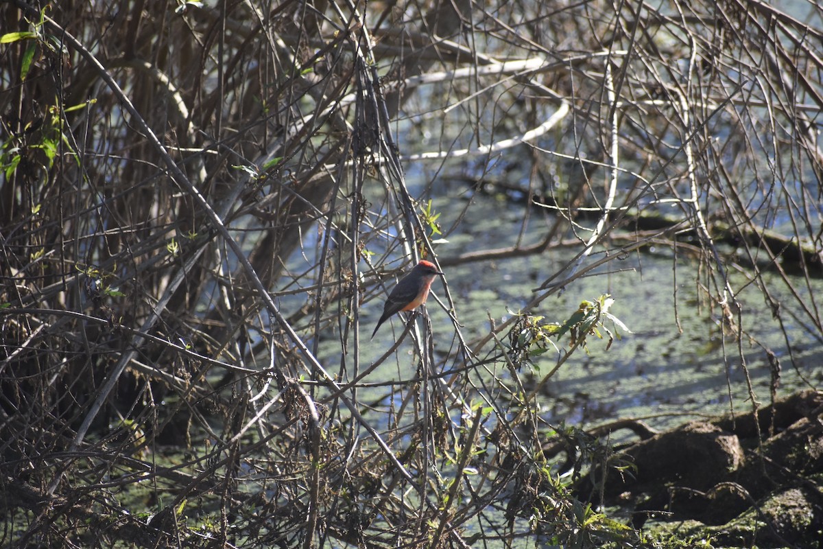 Vermilion Flycatcher - ML646063285