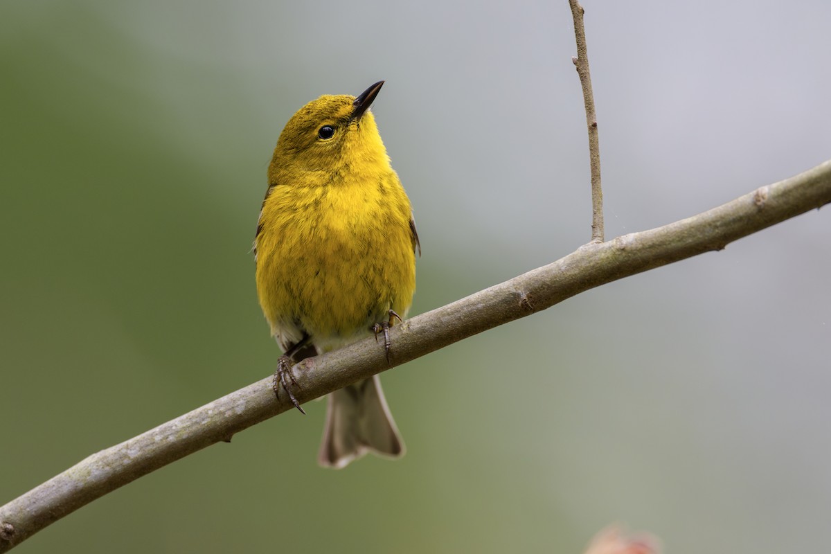 Reinita del Pinar - ML646063287