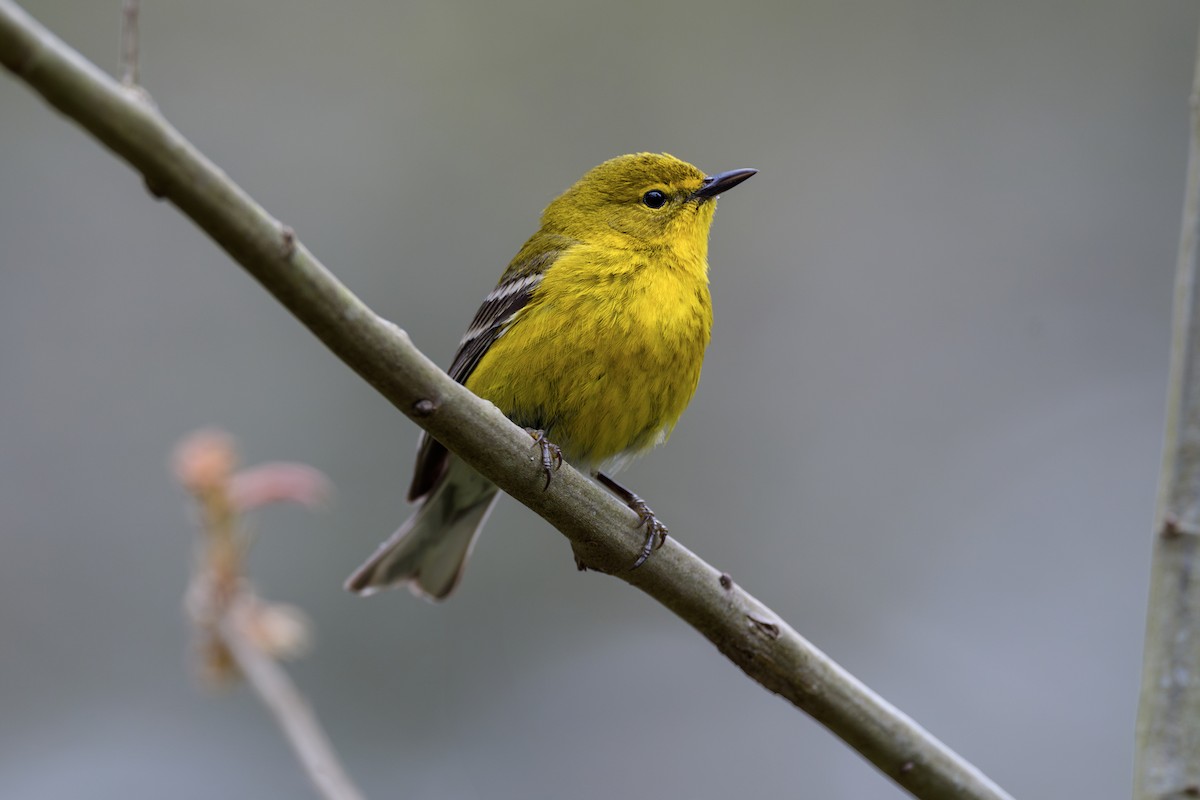 Reinita del Pinar - ML646063288