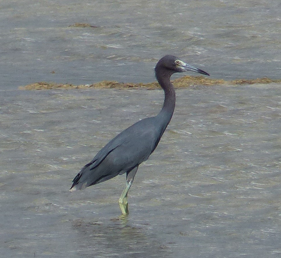 Little Blue Heron - ML646063290