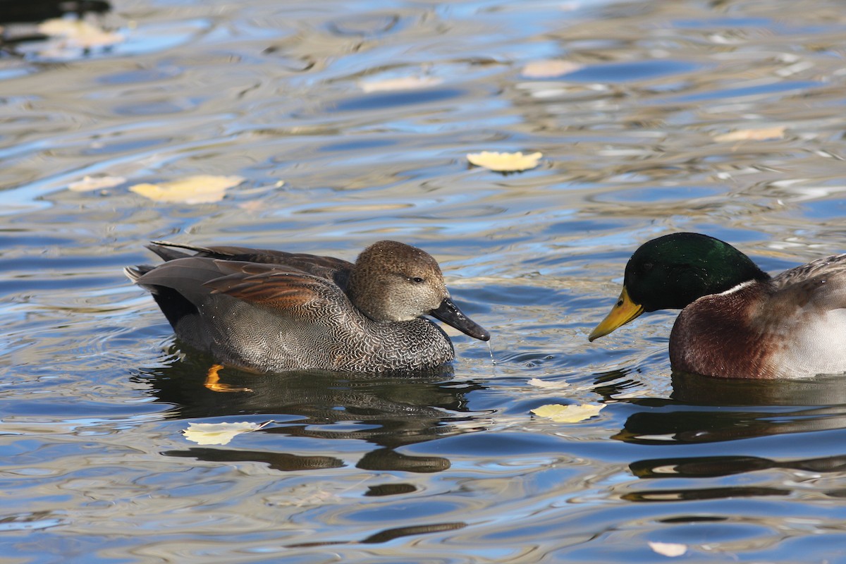 オカヨシガモ - ML646063295