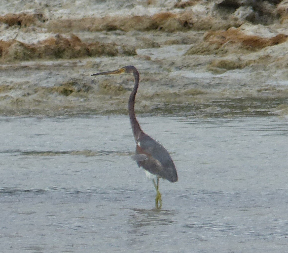 Tricolored Heron - ML646063299