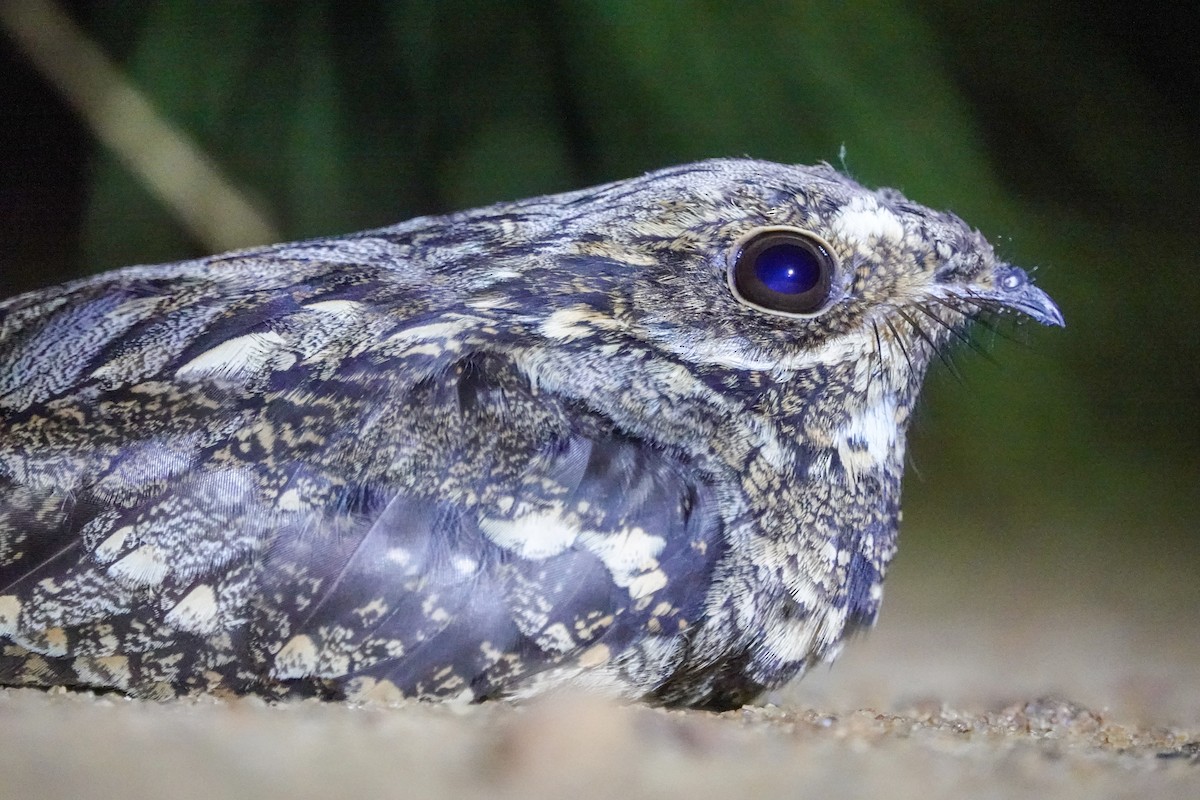 Fiery-necked Nightjar (Black-shouldered) - ML646063308