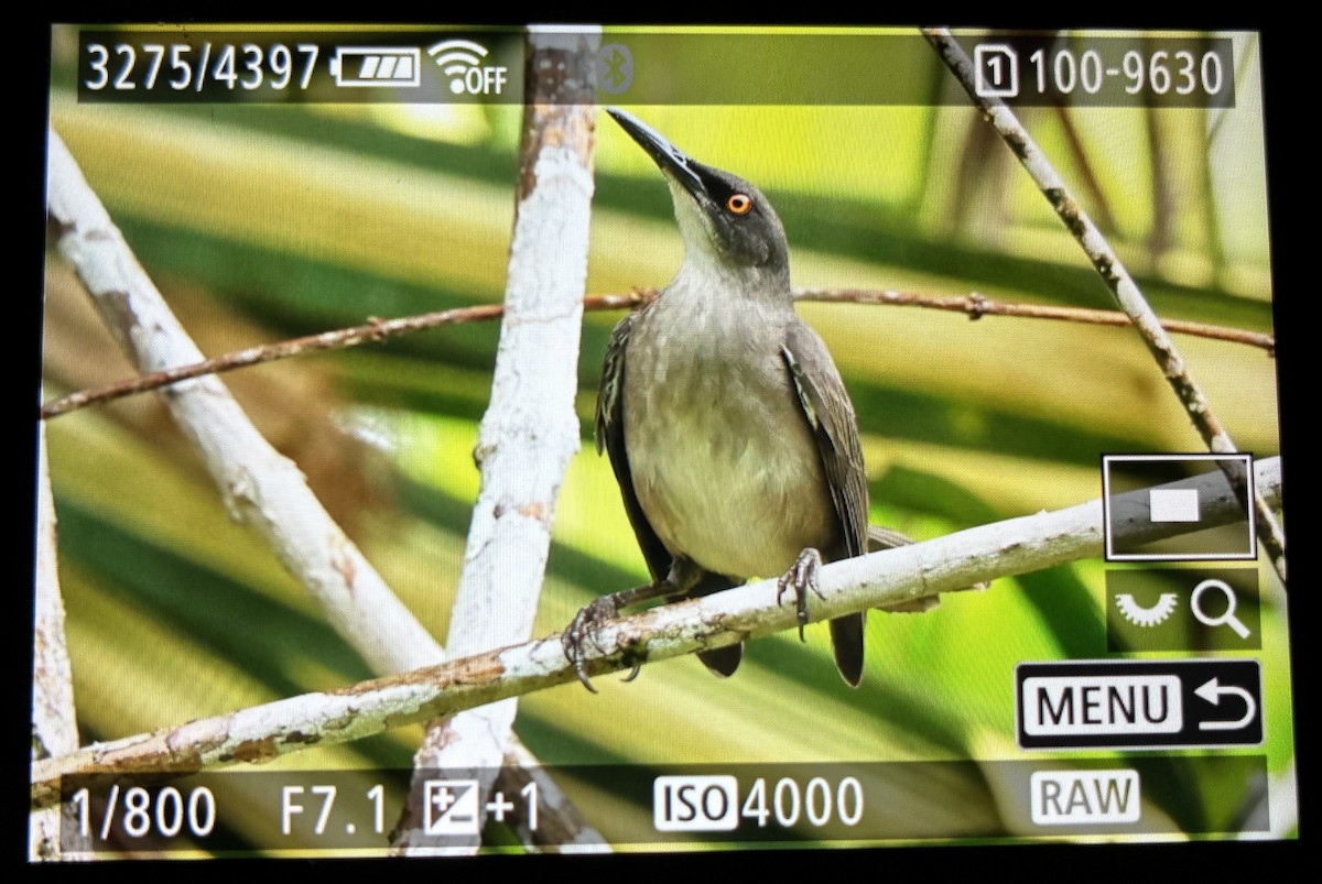 Gray Trembler - ML646063310