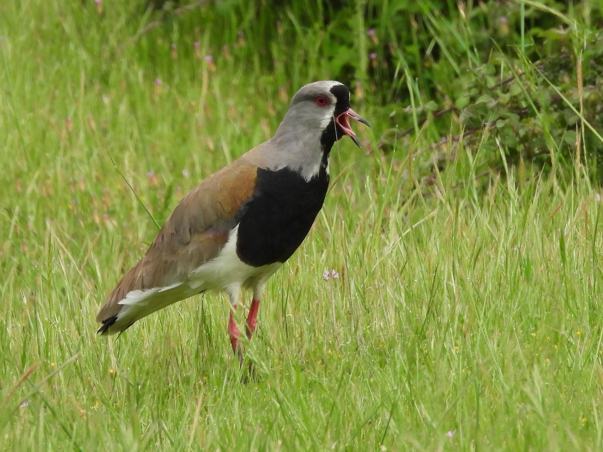 Southern Lapwing - ML646063313