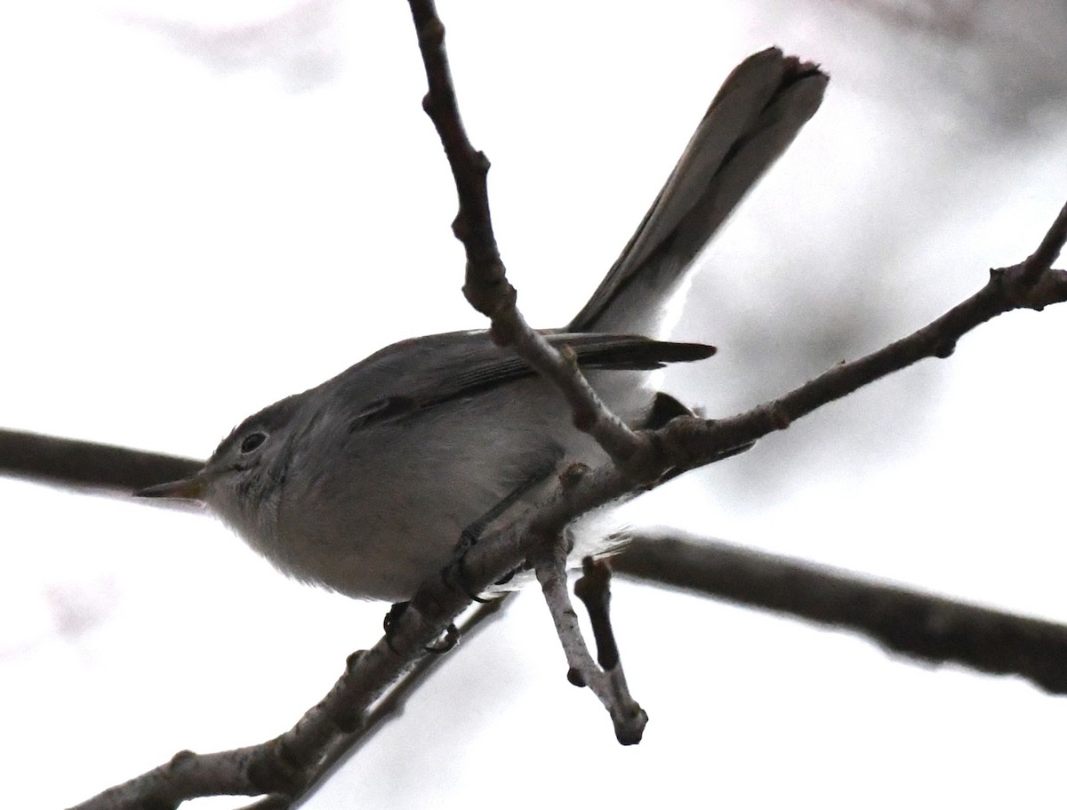 Blue-gray Gnatcatcher (Eastern) - ML646063315