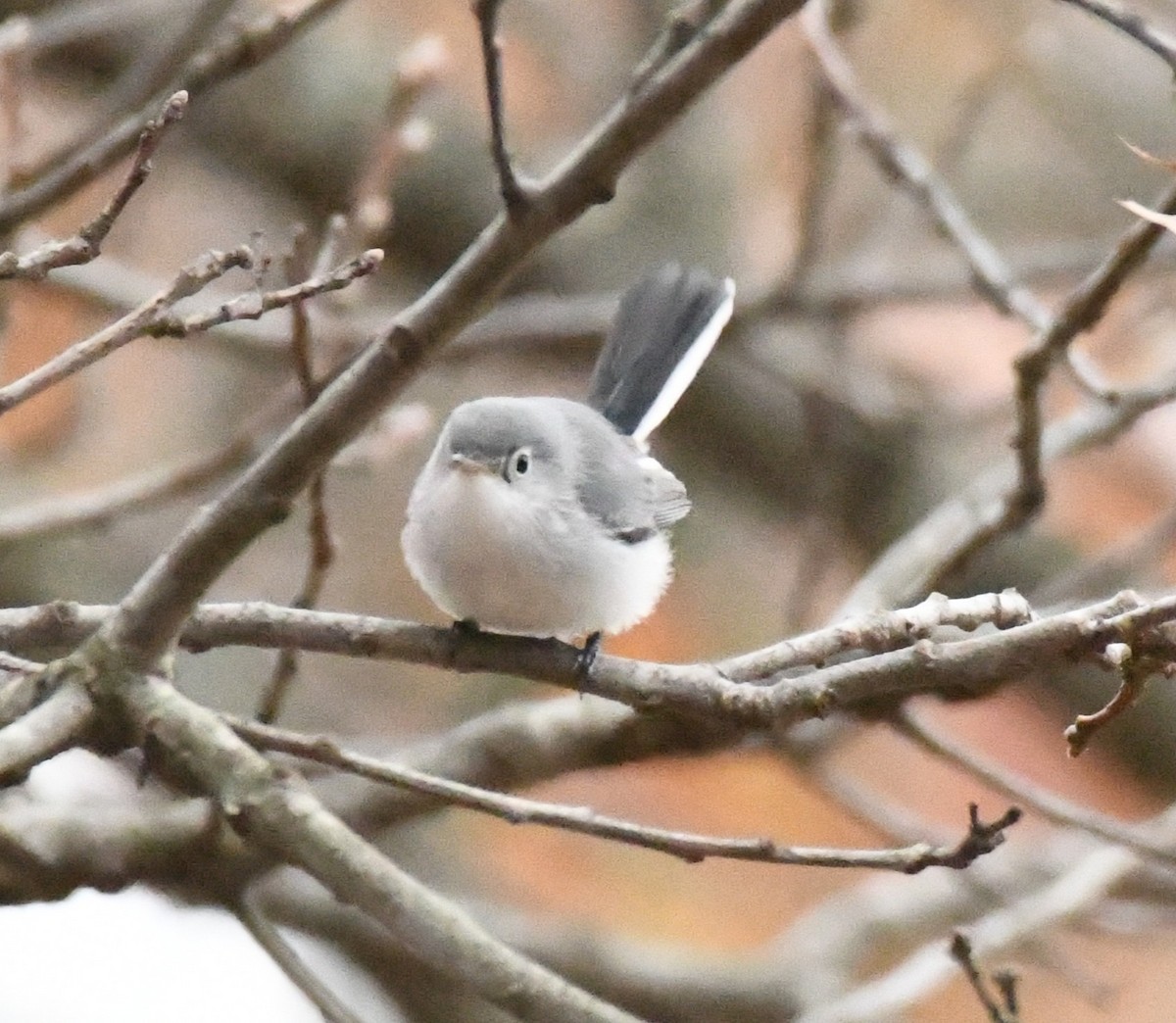 Blue-gray Gnatcatcher (Eastern) - ML646063317