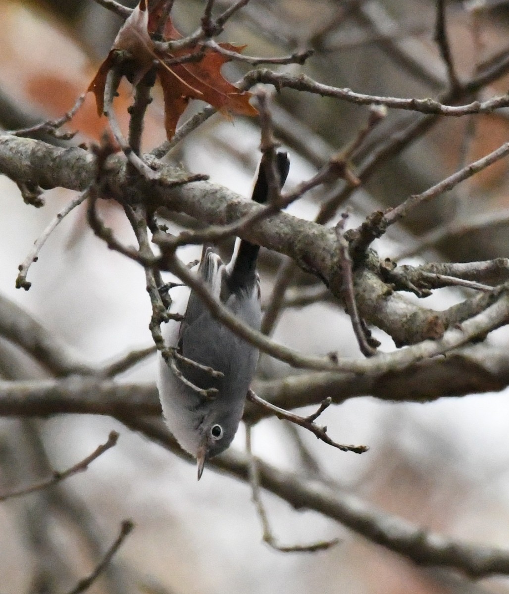 Blue-gray Gnatcatcher (Eastern) - ML646063318