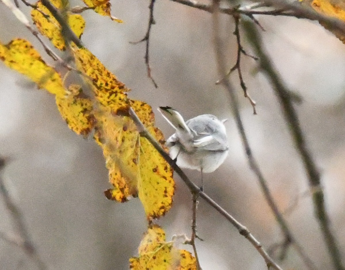 Blue-gray Gnatcatcher (Eastern) - ML646063320