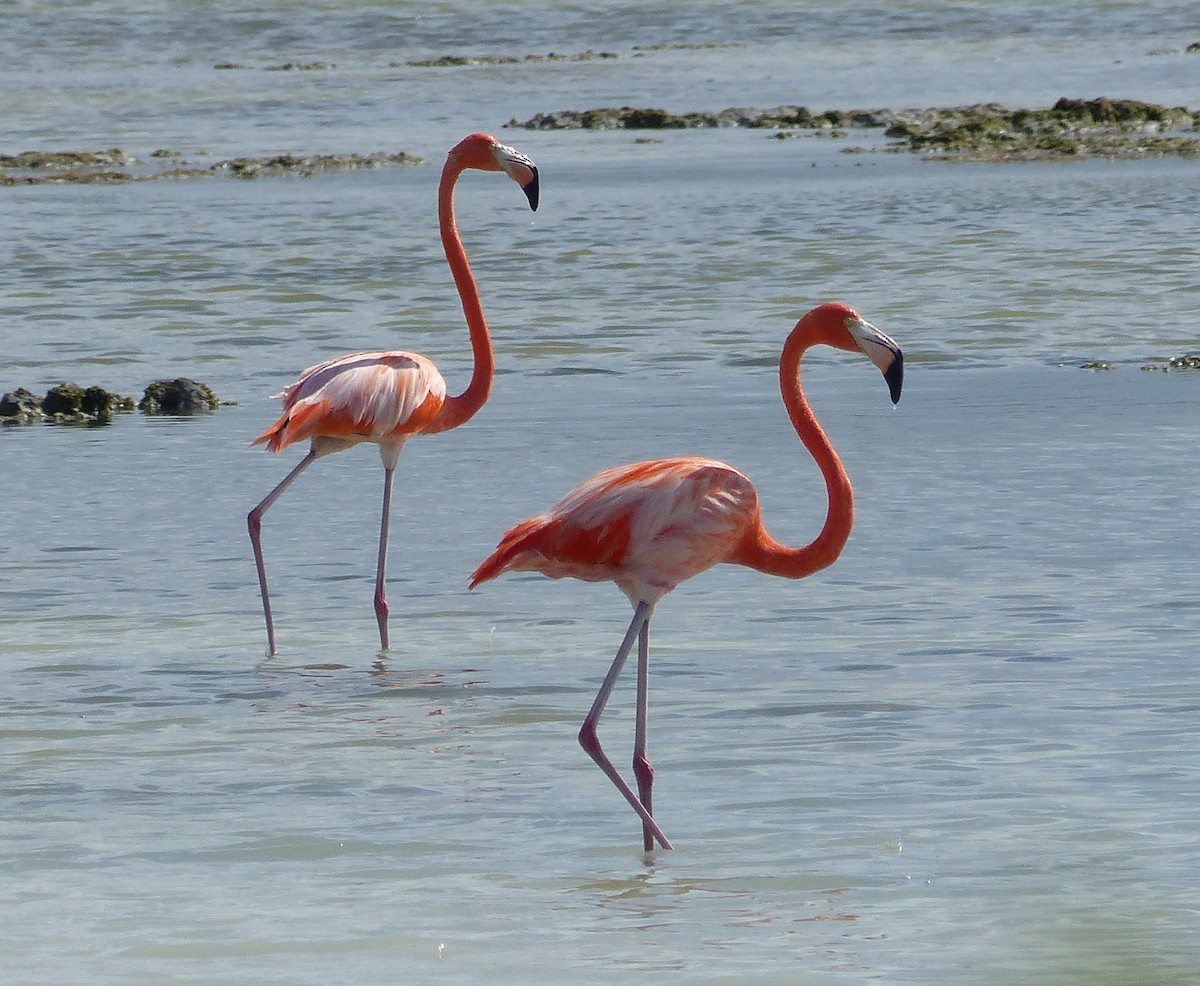 American Flamingo - ML646063322