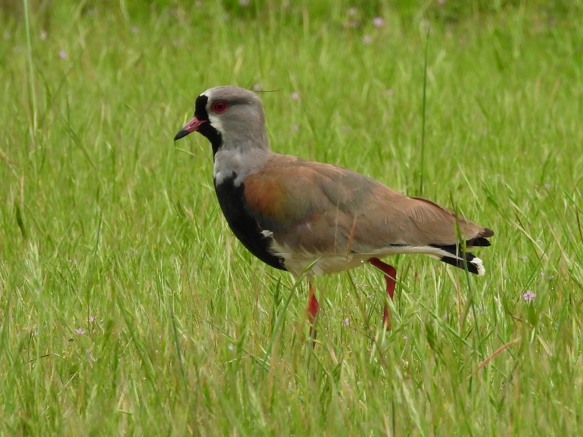 Southern Lapwing - ML646063326