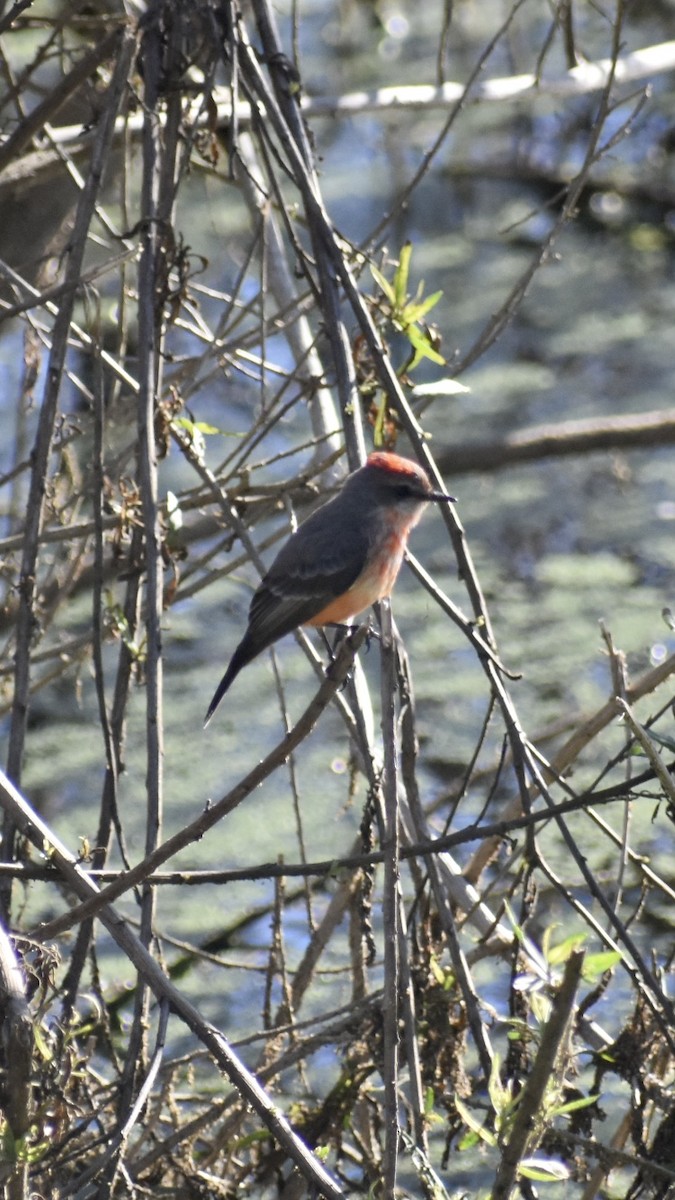 Vermilion Flycatcher - ML646063339