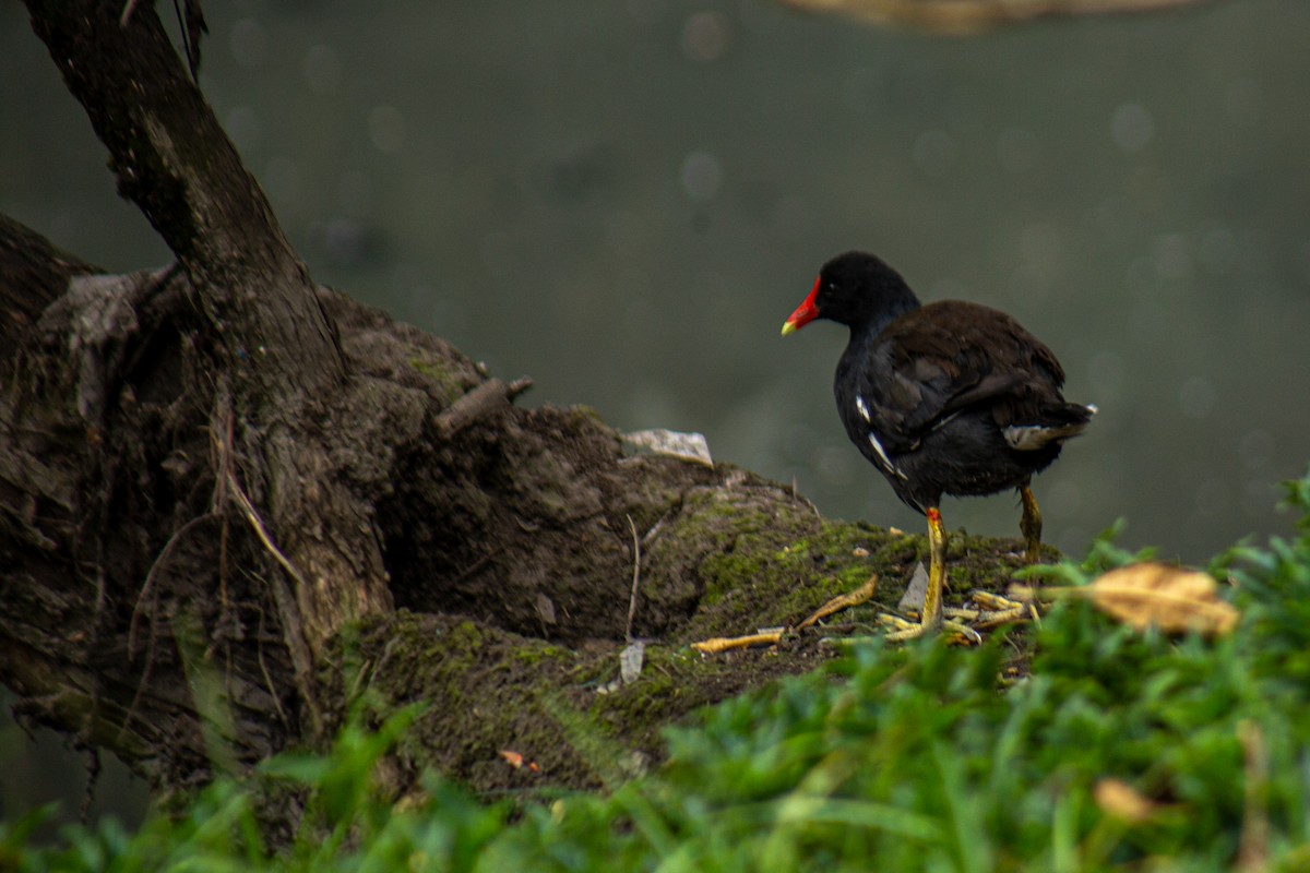 Common Gallinule - ML646063345