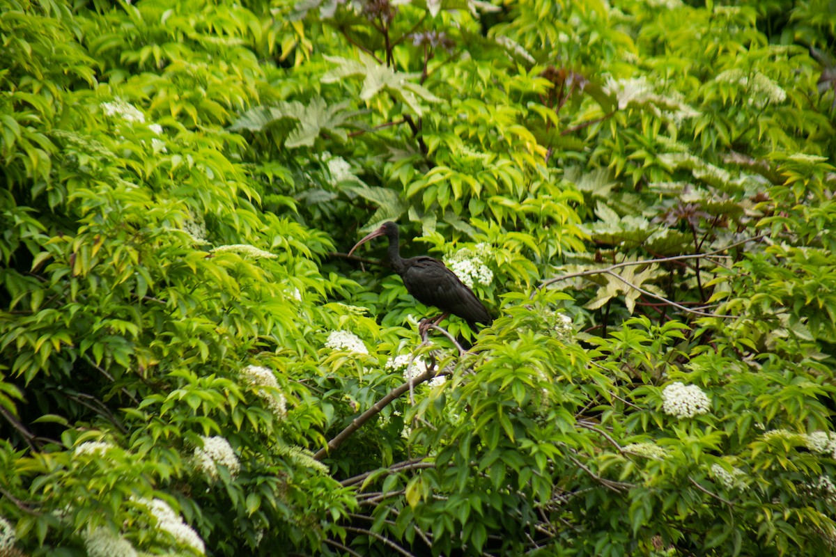 Bare-faced Ibis - ML646063348