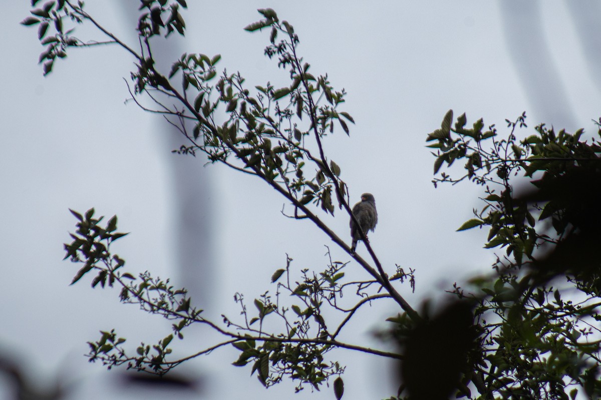 Roadside Hawk - ML646063355