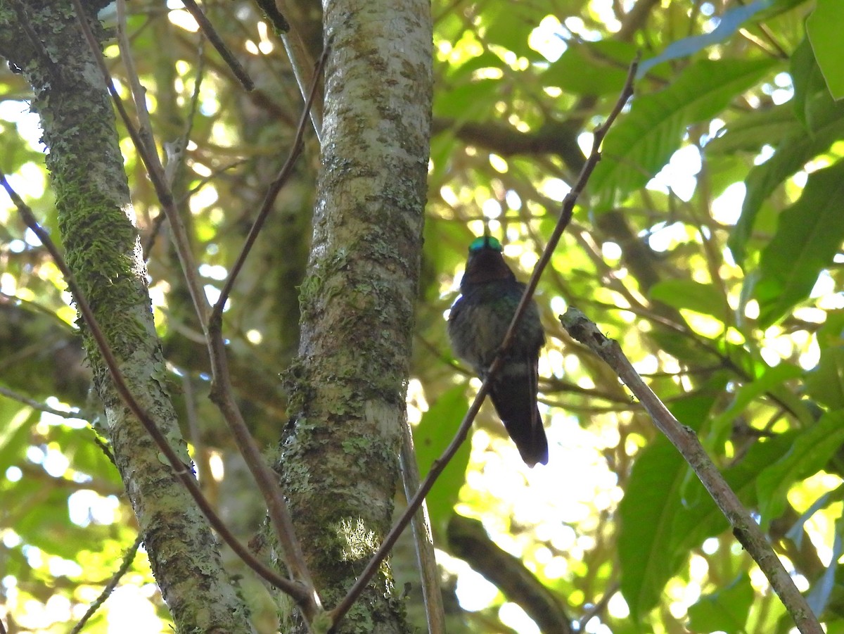 Mor Gerdanlı Dağmücevheri - ML646063358