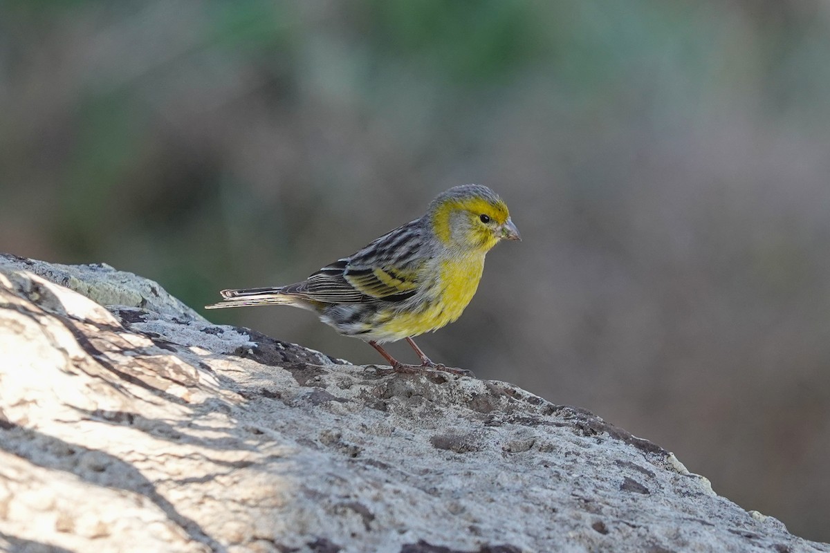 Island Canary - ML646063366