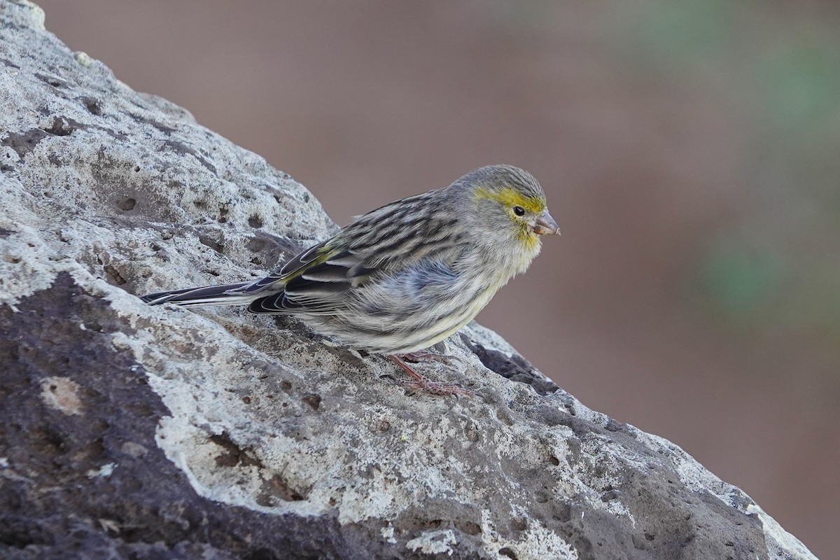 Island Canary - ML646063367