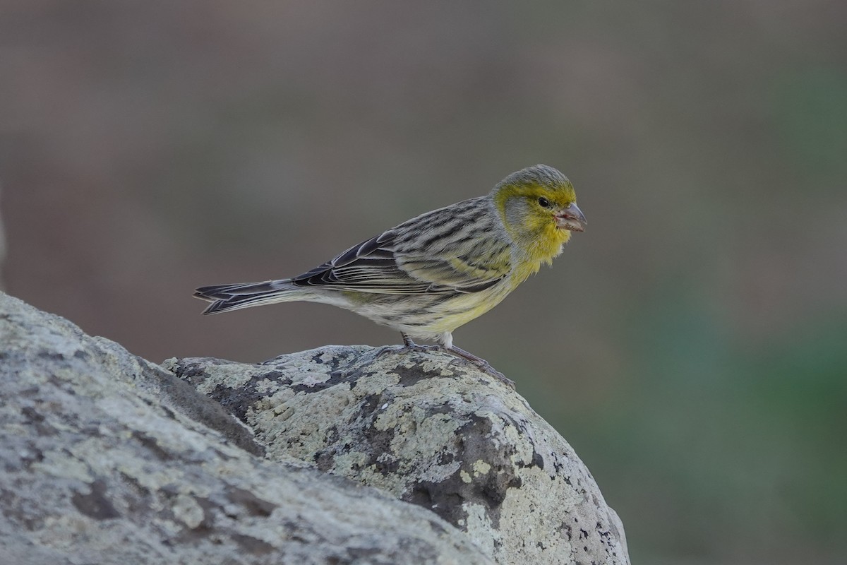 Island Canary - ML646063368