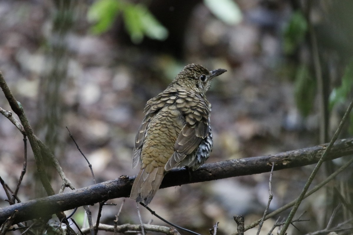 Russet-tailed Thrush - ML646063370