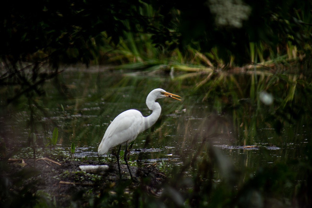 Great Egret - ML646063371