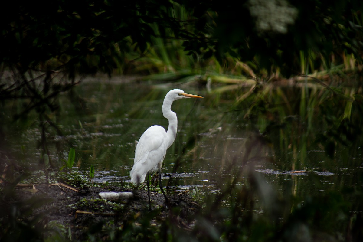 Great Egret - ML646063372