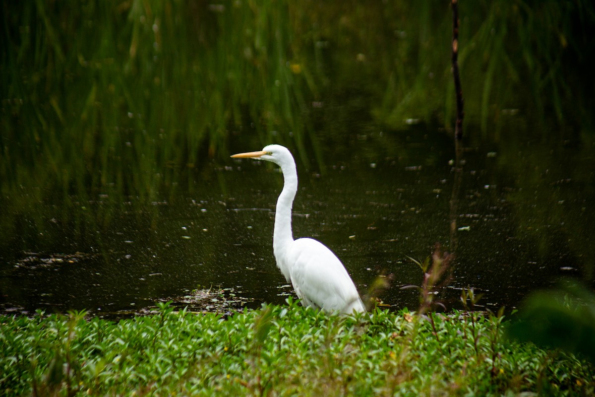 Great Egret - ML646063373