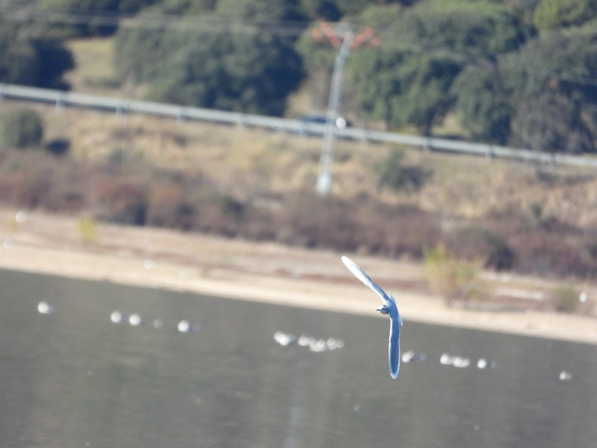 Little Gull - ML646063376