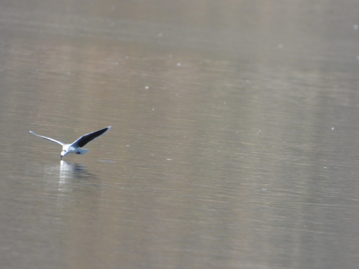 Little Gull - ML646063377