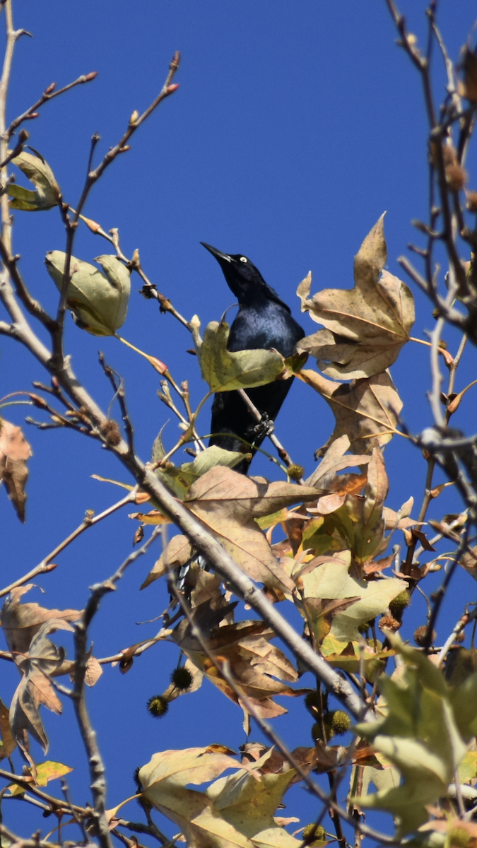 Great-tailed Grackle - ML646063384