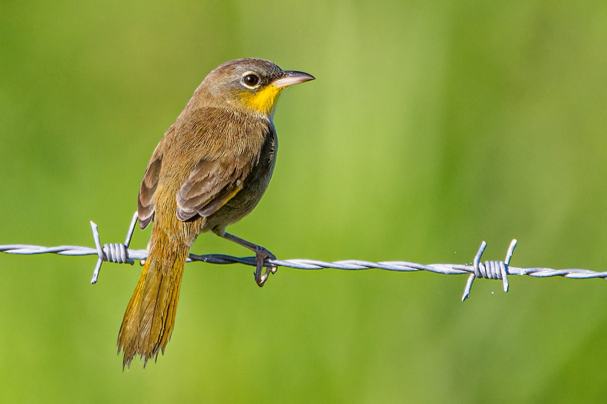 Paruline à calotte grise - ML646063389