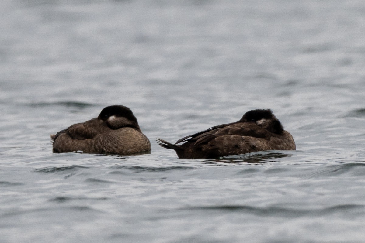 Brillenente - ML646063397