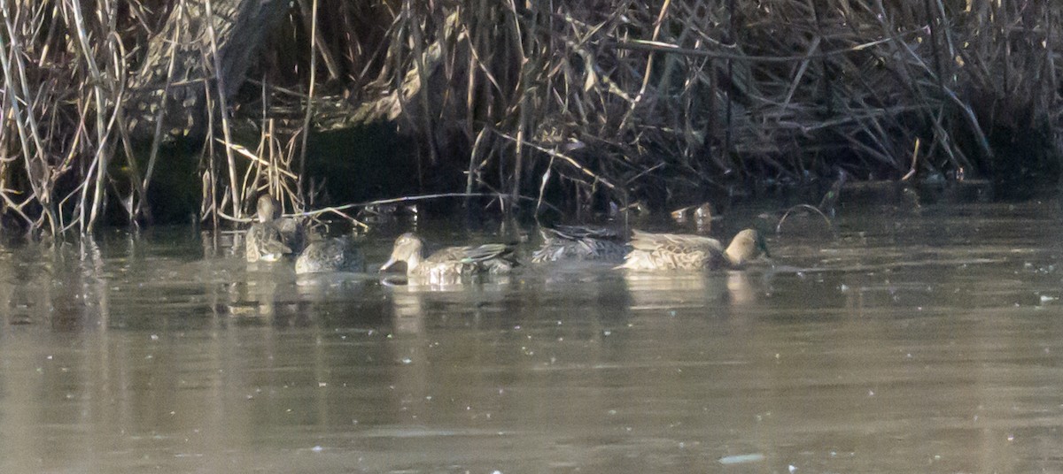 Green-winged Teal - ML646063403