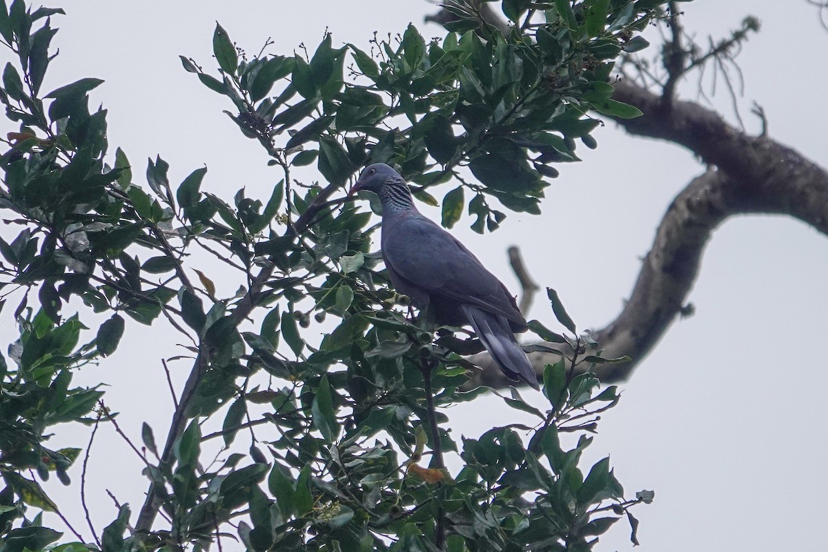 Trocaz Pigeon - ML646063409