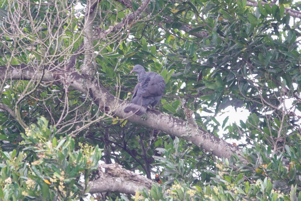 Trocaz Pigeon - ML646063410