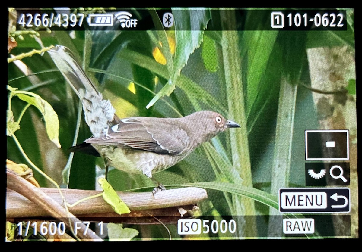 Scaly-breasted Thrasher - ML646063411