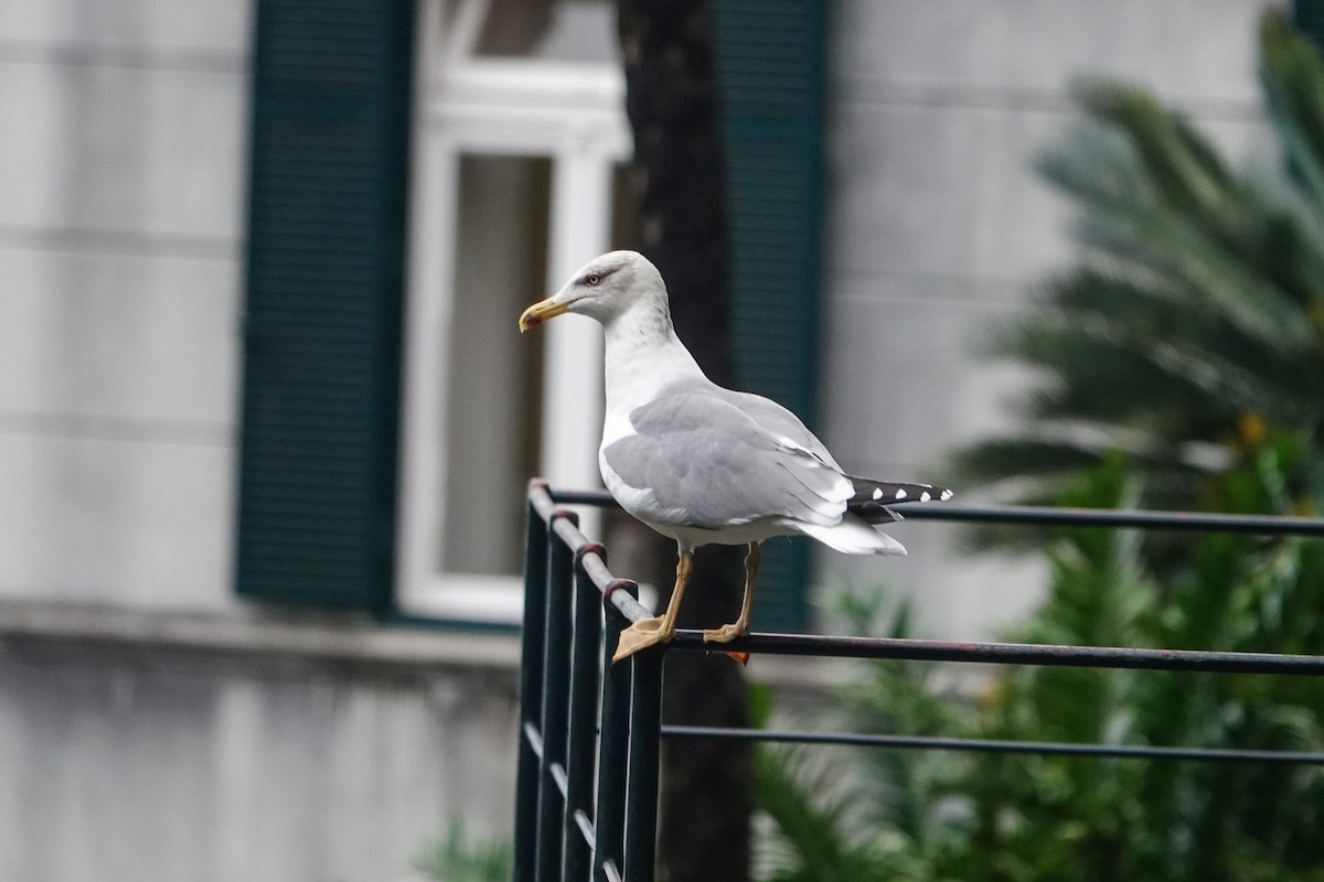 Yellow-legged Gull - ML646063415