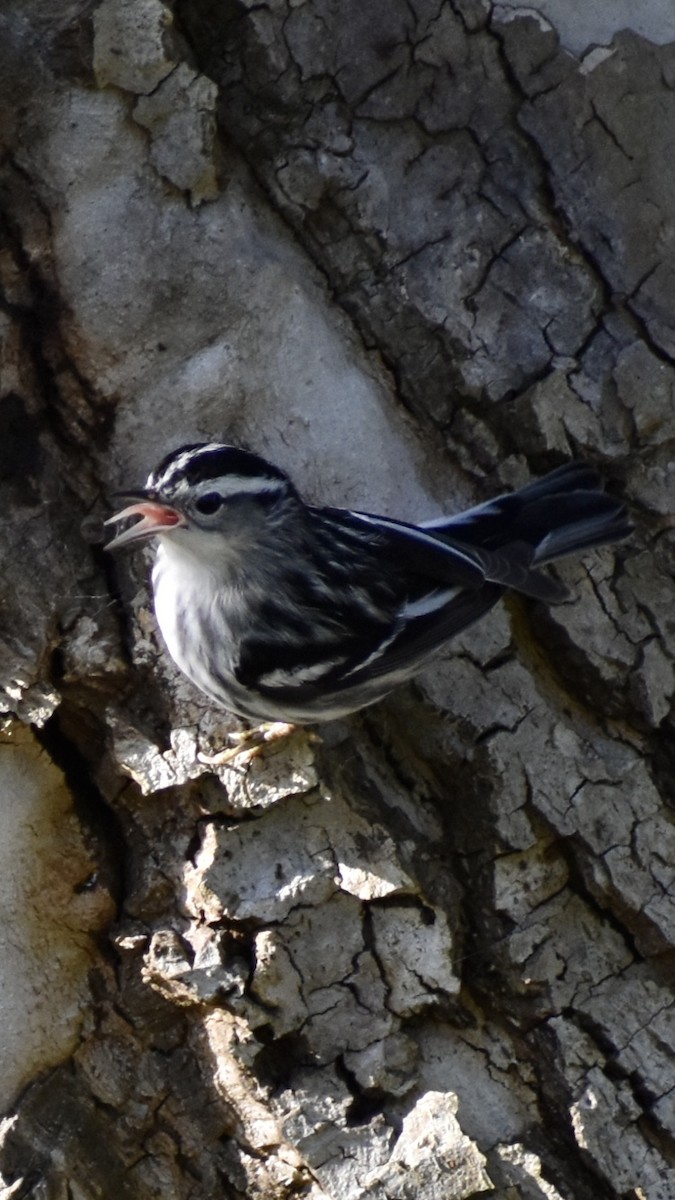 Black-and-white Warbler - ML646063422
